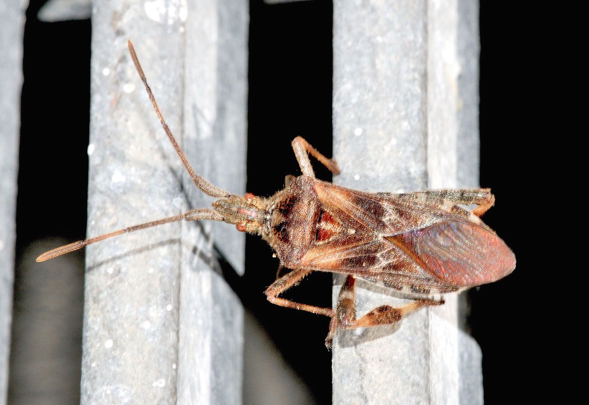 Coreidae:  Leptoglossus occidentalis